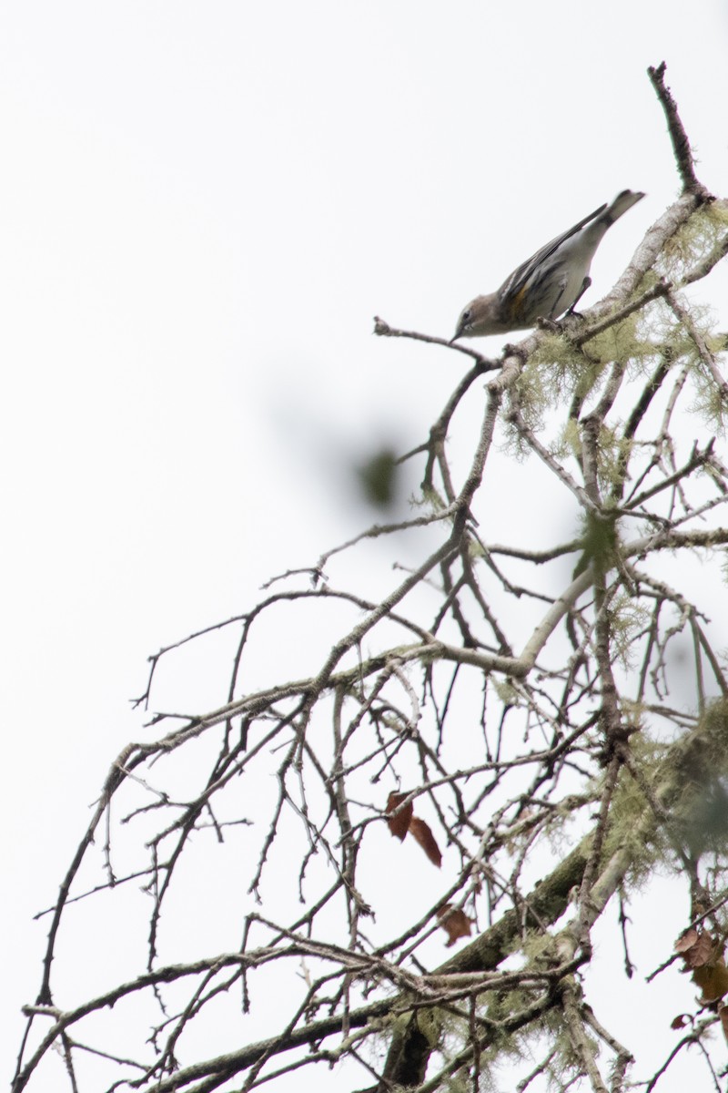 Пісняр-лісовик жовтогузий (підвид coronata) - ML615849668