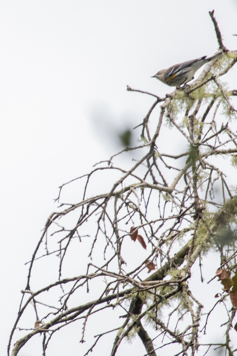 Пісняр-лісовик жовтогузий (підвид coronata) - ML615849669