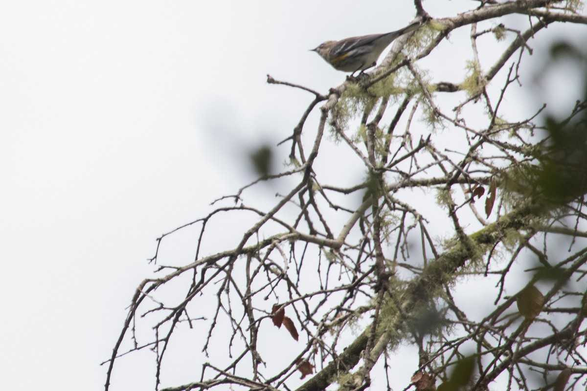 Yellow-rumped Warbler (Myrtle) - ML615849670