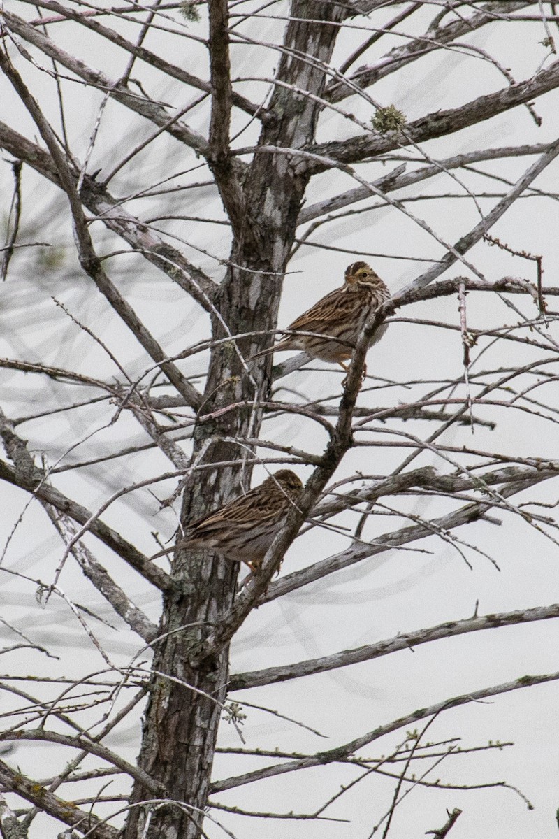 Savannah Sparrow - Alicia Di Rado