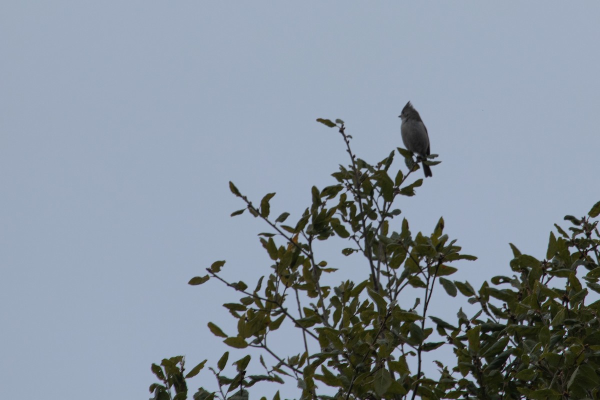 Oak Titmouse - Emily Berk