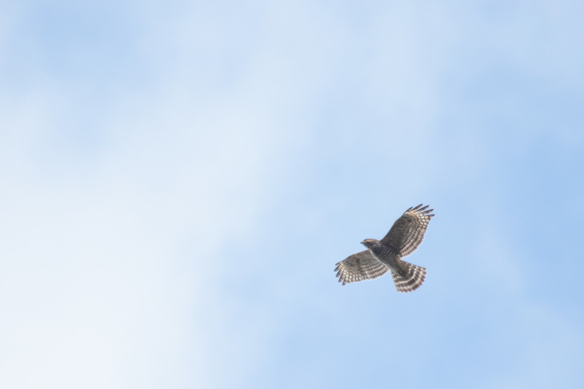 Red-shouldered Hawk - ML615849834