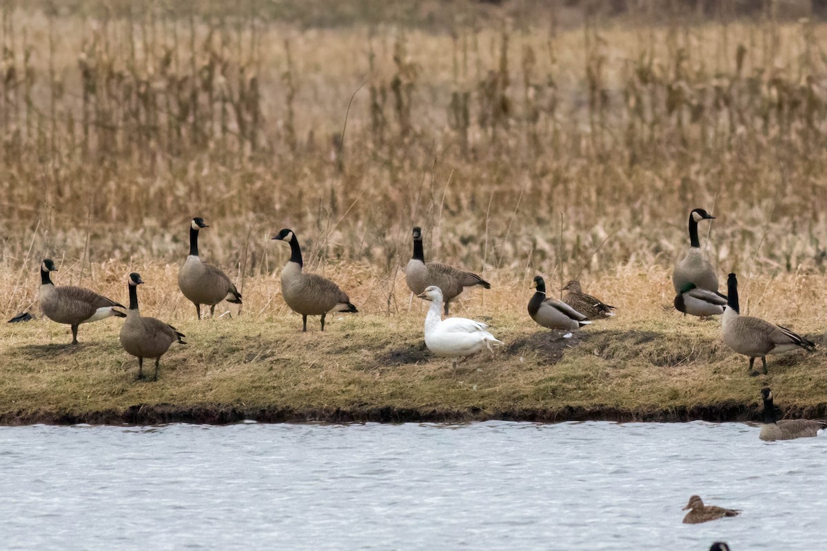 Snow Goose - ML615849854