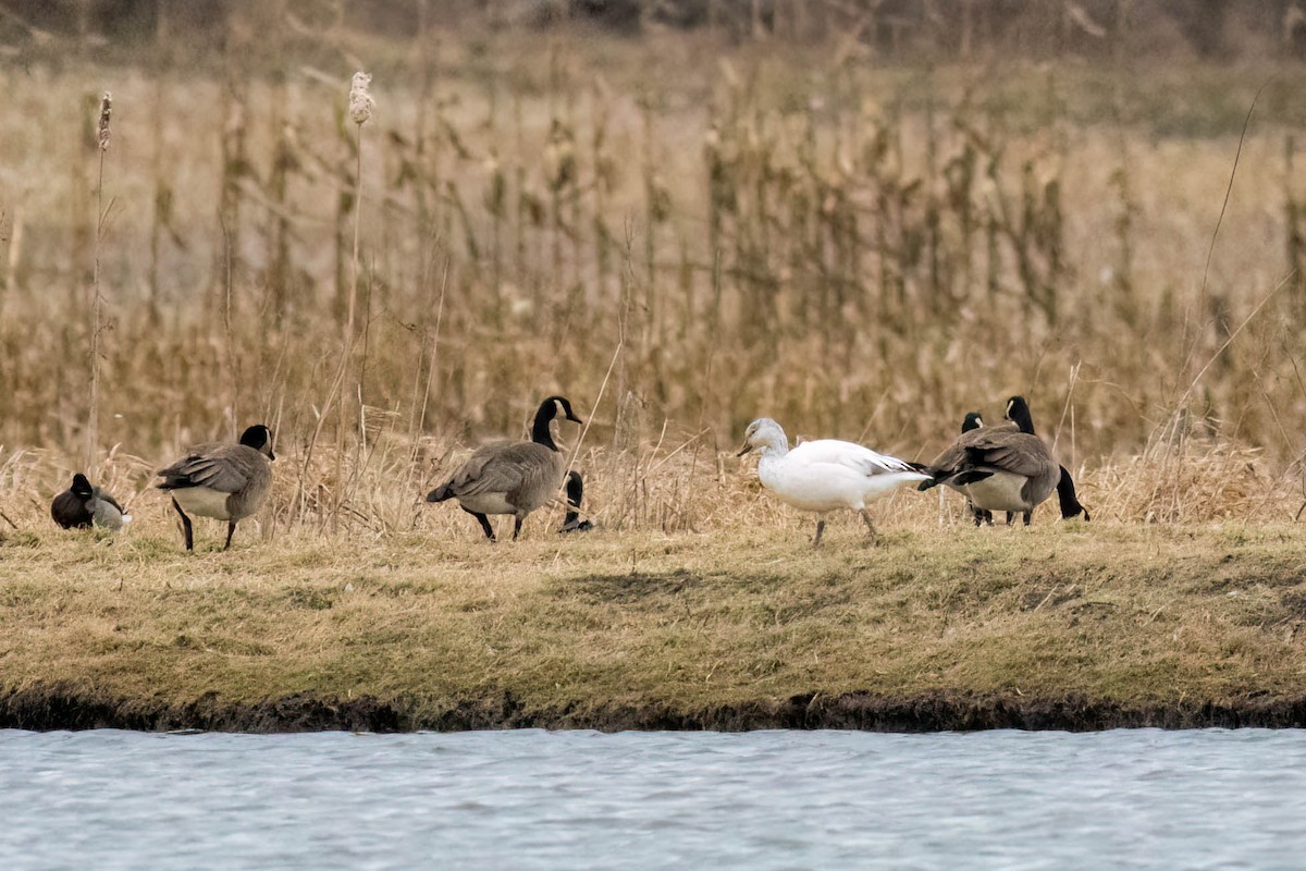 Snow Goose - ML615849855