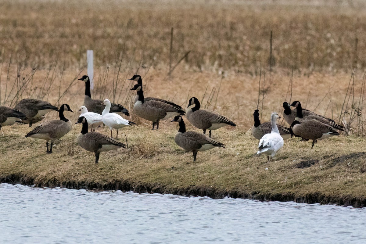 Ross's Goose - ML615849871