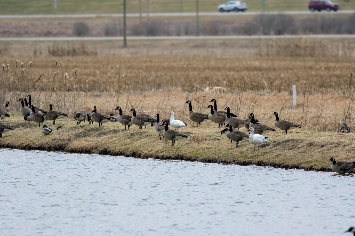 Ross's Goose - ML615849872