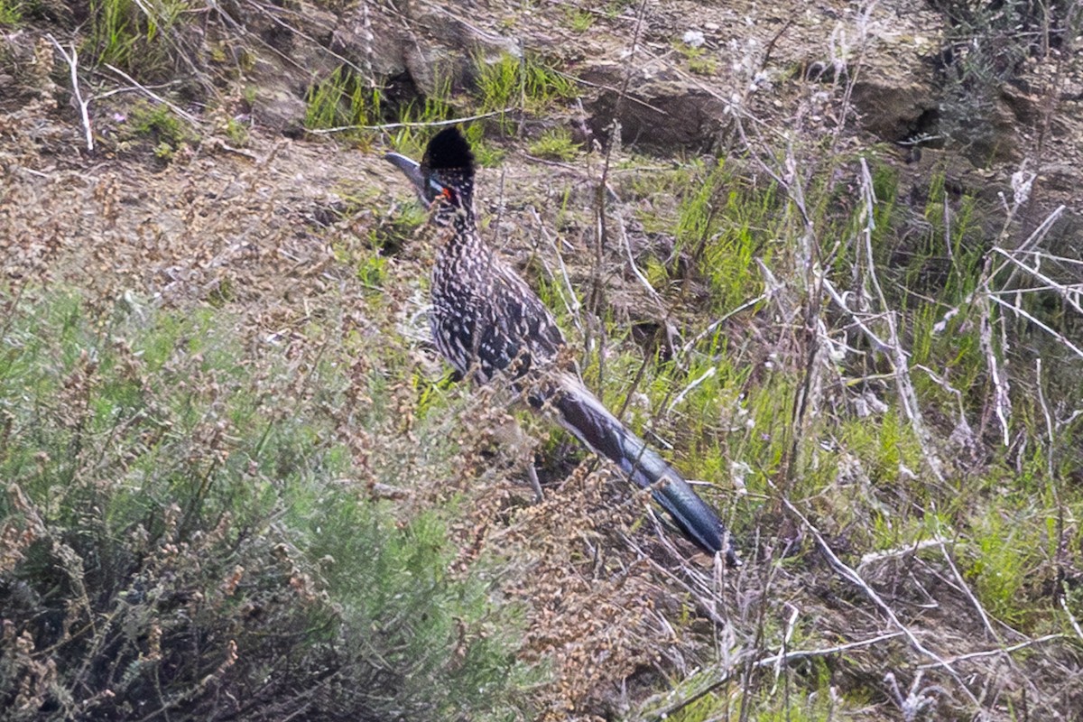 Correcaminos Grande - ML615849882