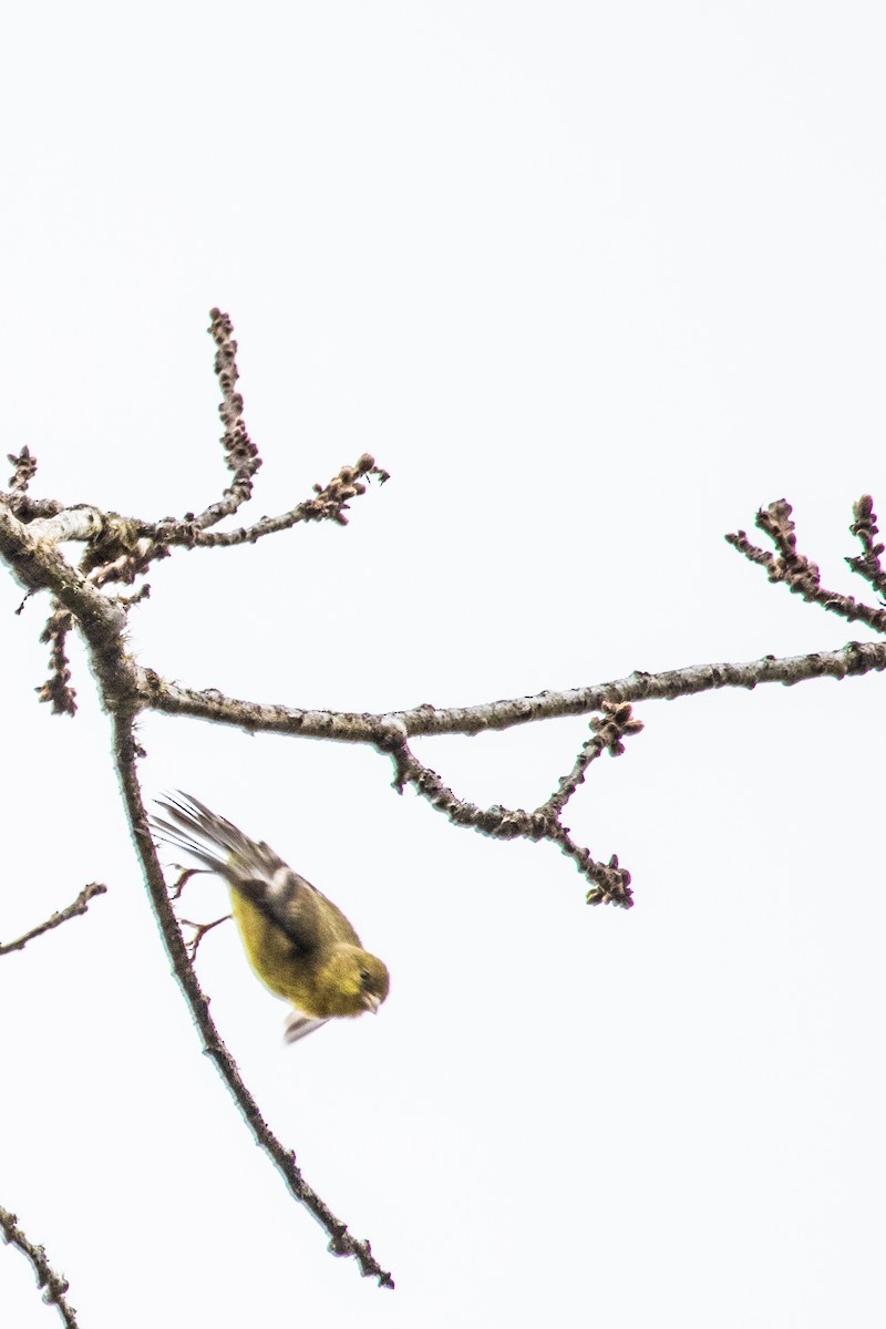 Lesser Goldfinch - Emily Berk