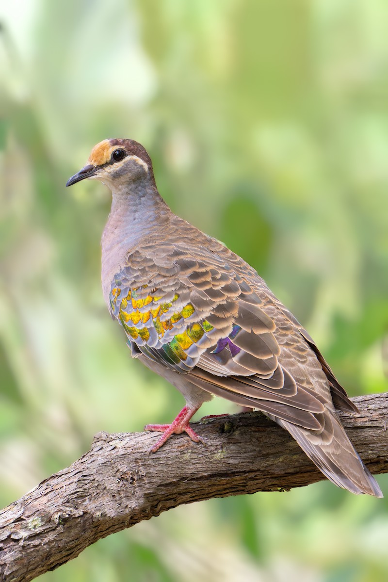 Common Bronzewing - ML615849884