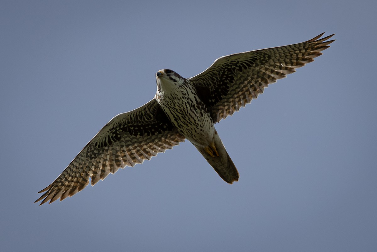 Prairie Falcon - ML615849927