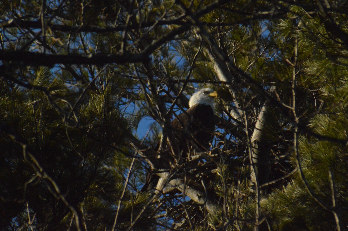 Bald Eagle - ML615849945