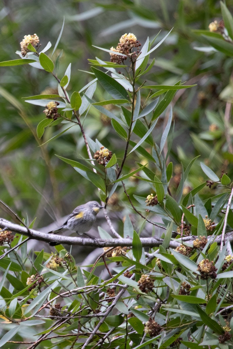 Yellow-rumped Warbler - ML615849970