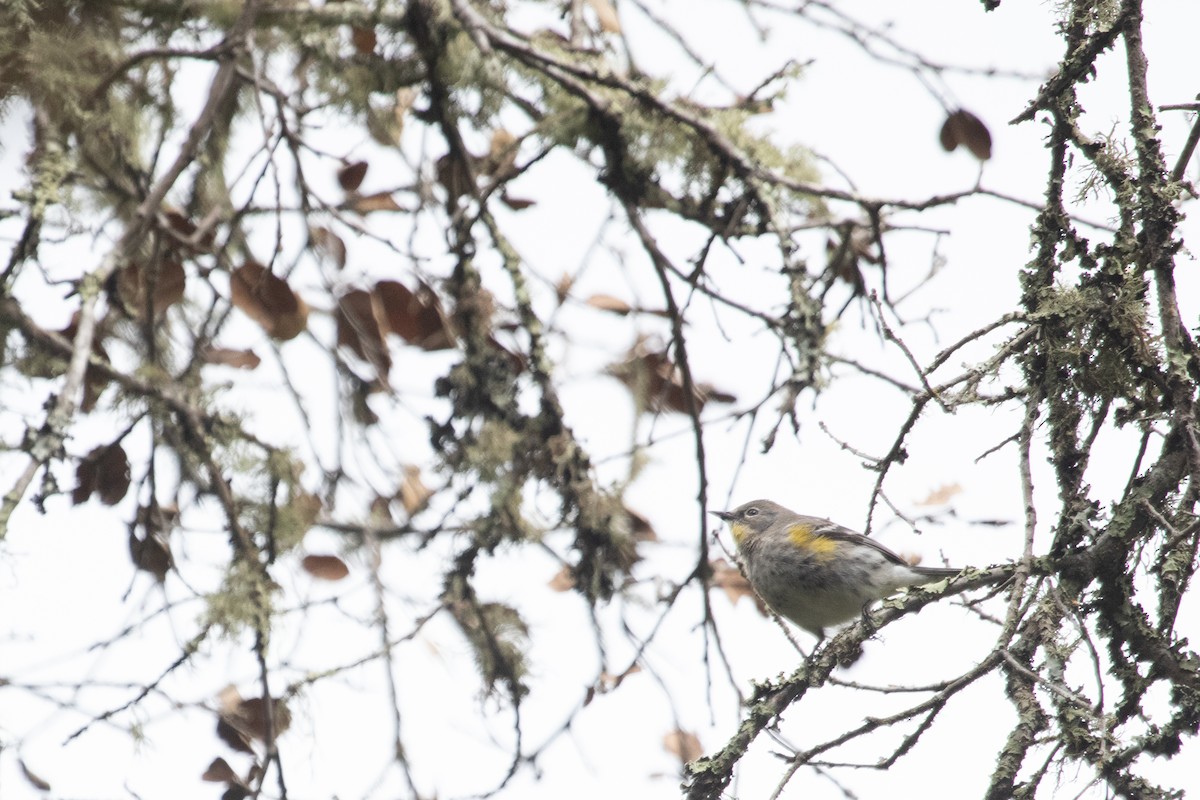 Yellow-rumped Warbler - ML615849979