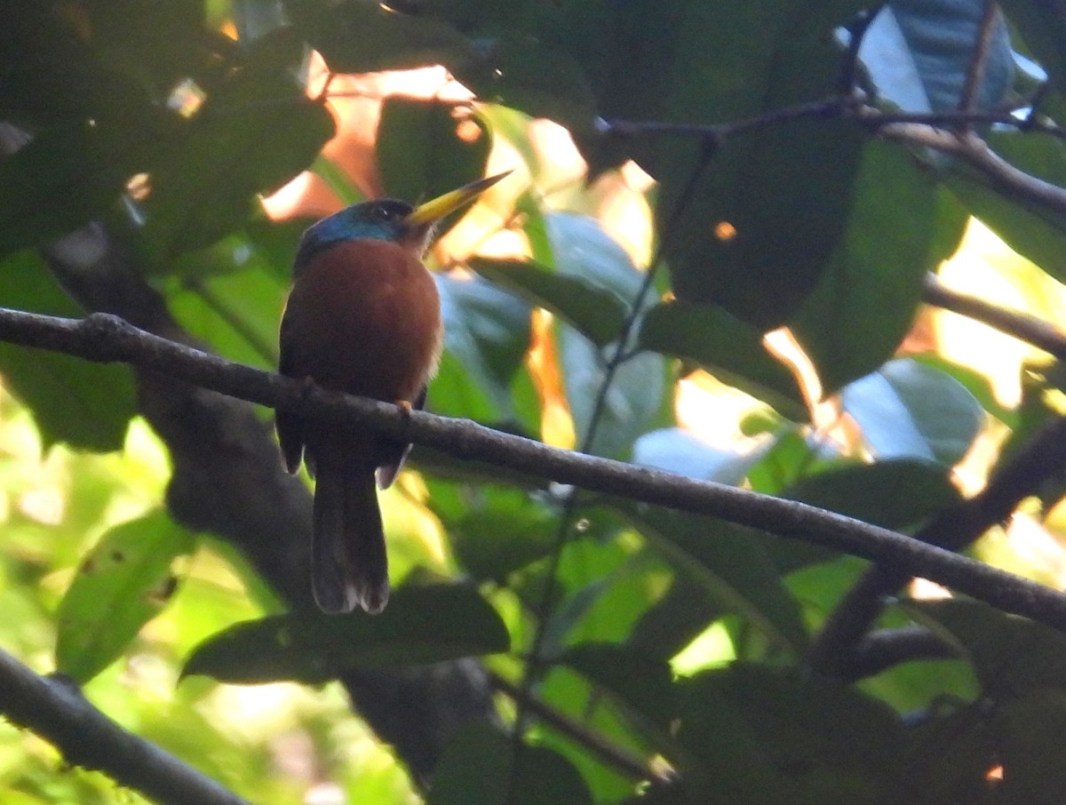 Jacamar à bec jaune (albirostris) - ML615850017