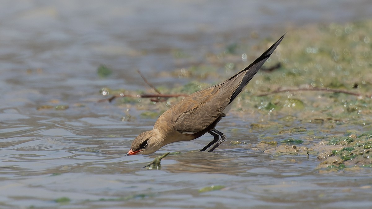 Australian Pratincole - ML615850052