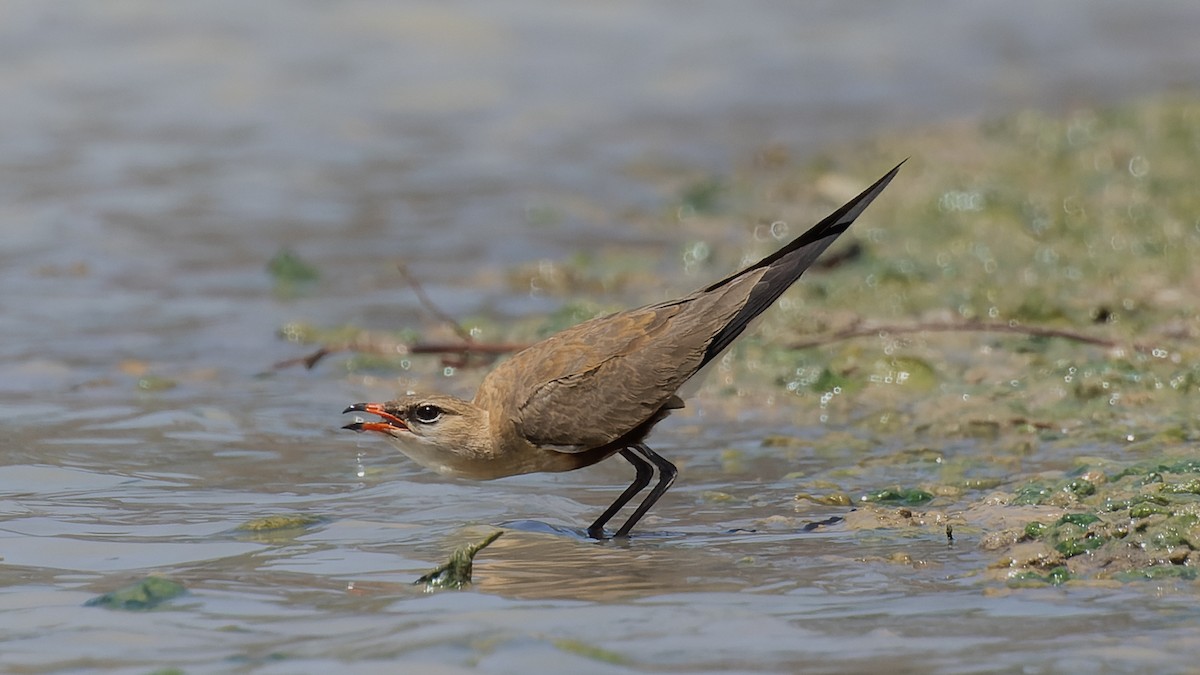 Australian Pratincole - David Newell