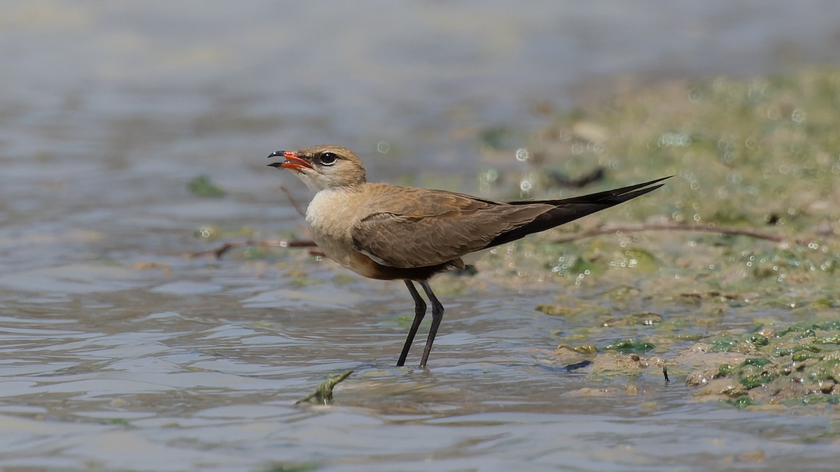 Australian Pratincole - ML615850054