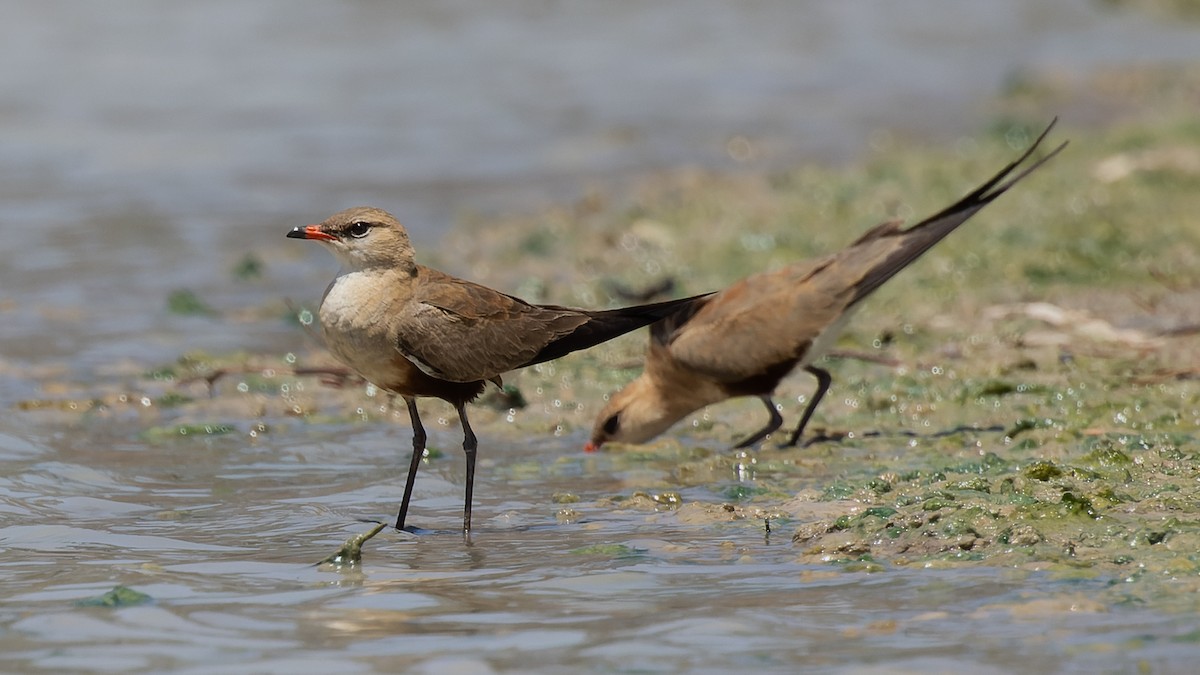 Australian Pratincole - ML615850055