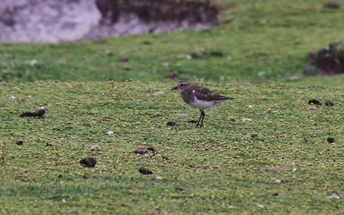 Rufous-chested Dotterel - ML615850065