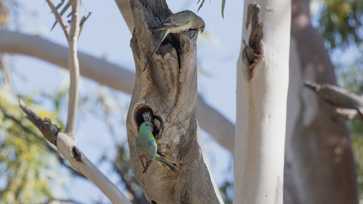 Red-rumped Parrot - ML615850096