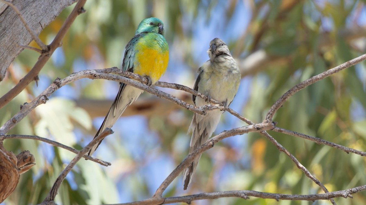 Red-rumped Parrot - ML615850097