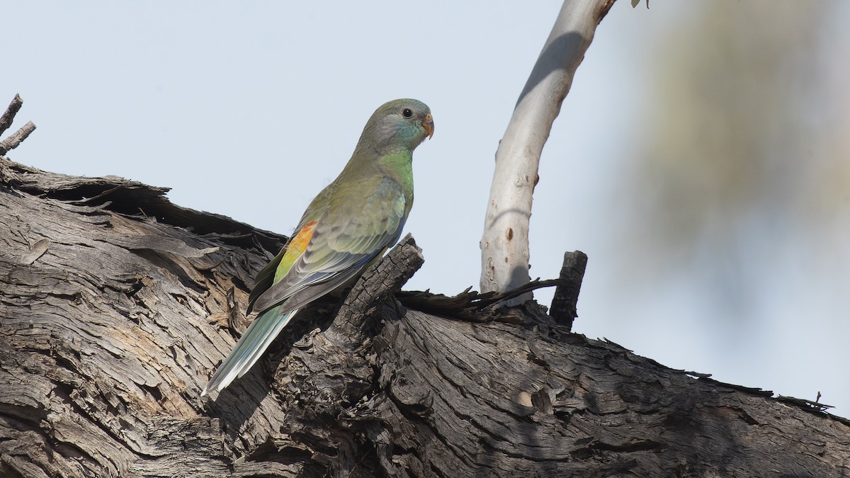 Red-rumped Parrot - ML615850098