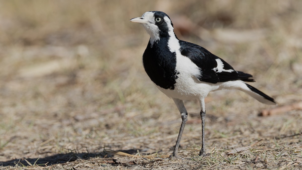 Magpie-lark - ML615850115