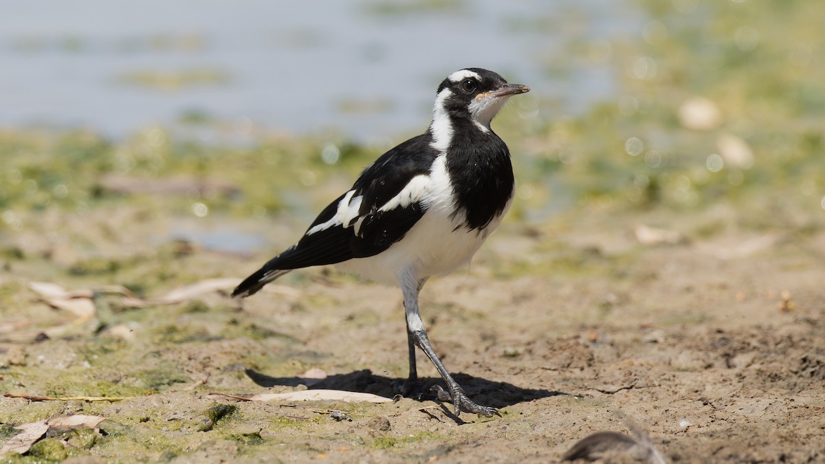 Magpie-lark - ML615850116