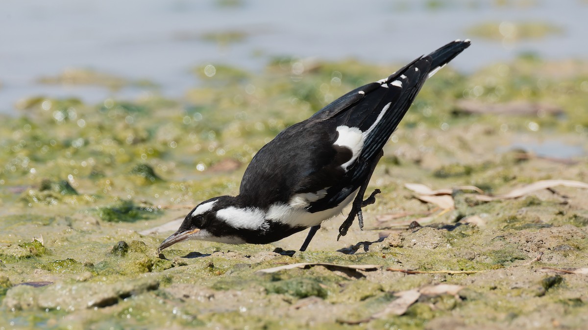 Magpie-lark - ML615850117