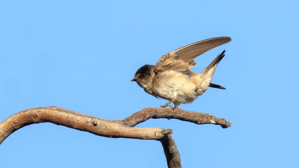 Tree Martin - ML615850127