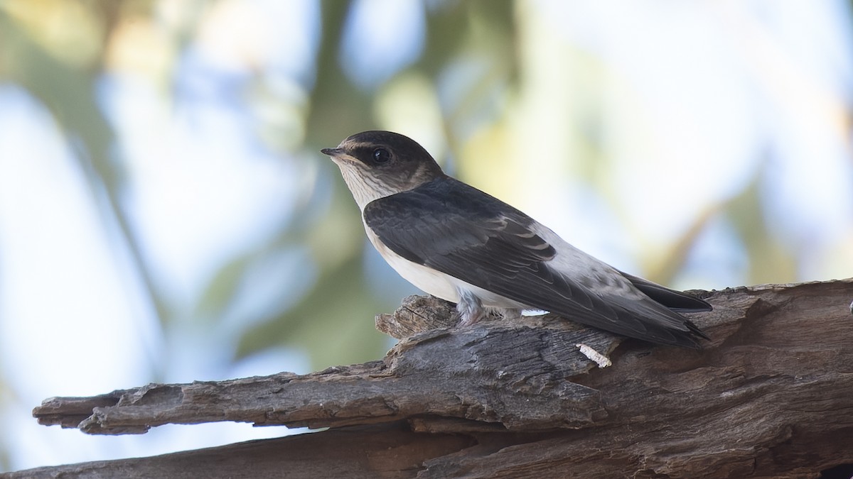 Tree Martin - ML615850128