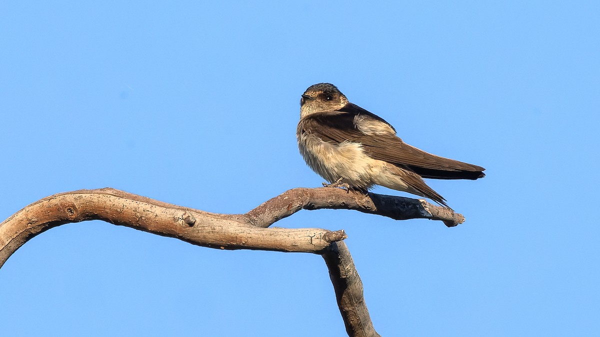 Tree Martin - ML615850129