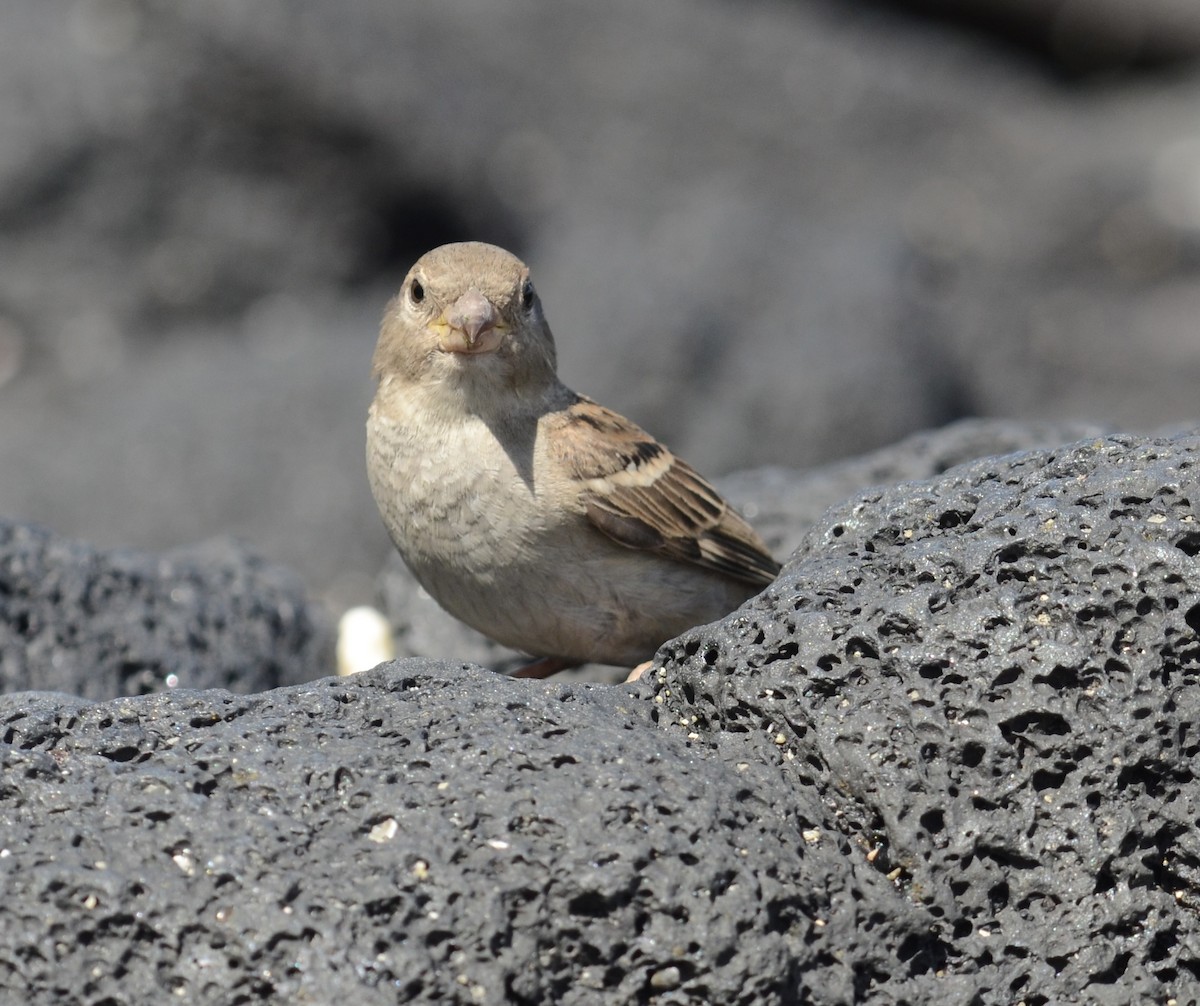 Moineau domestique - ML615850131