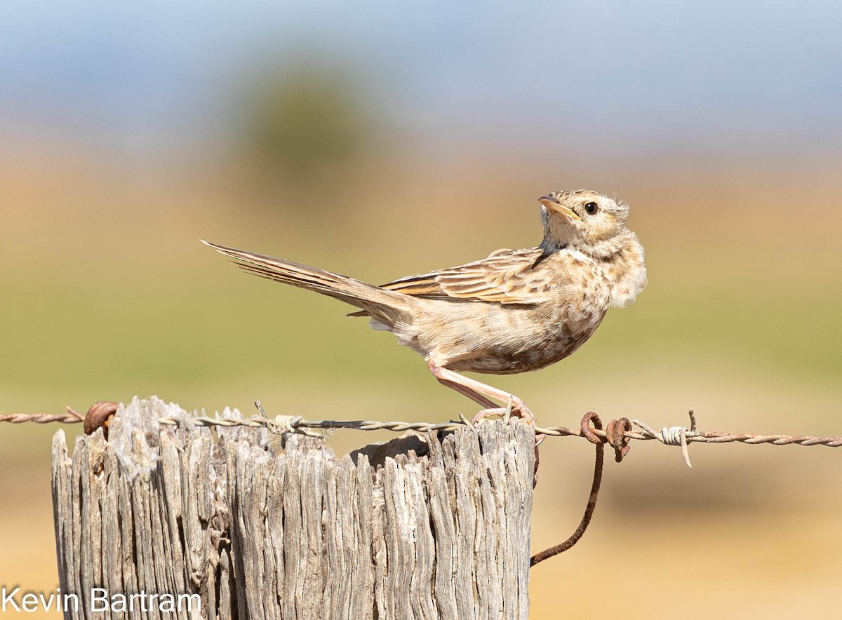 Brown Songlark - ML615850137