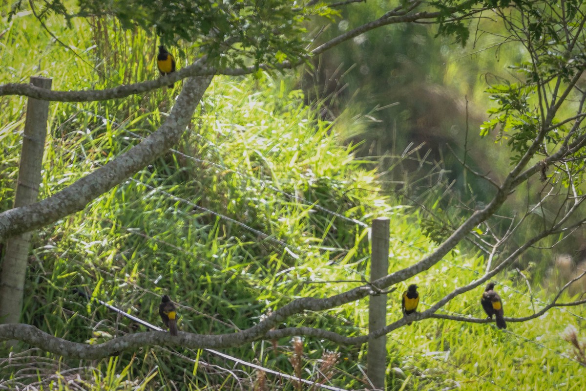 Yellow-rumped Marshbird - ML615850141