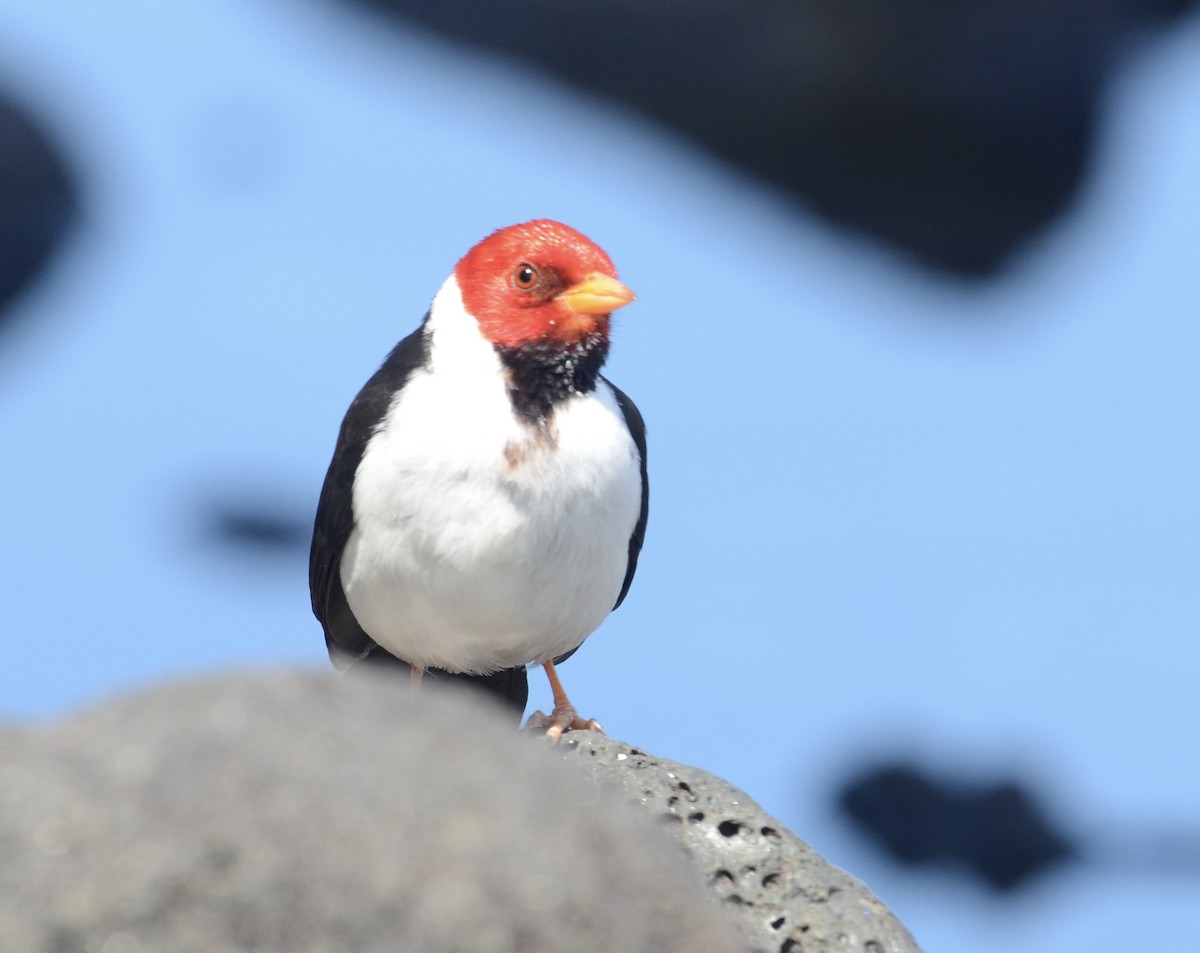 Yellow-billed Cardinal - ML615850145