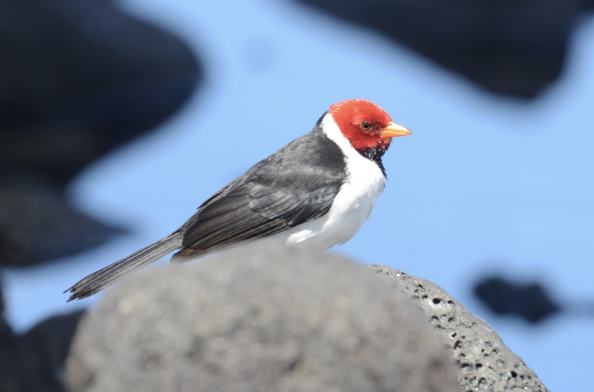 Yellow-billed Cardinal - ML615850146