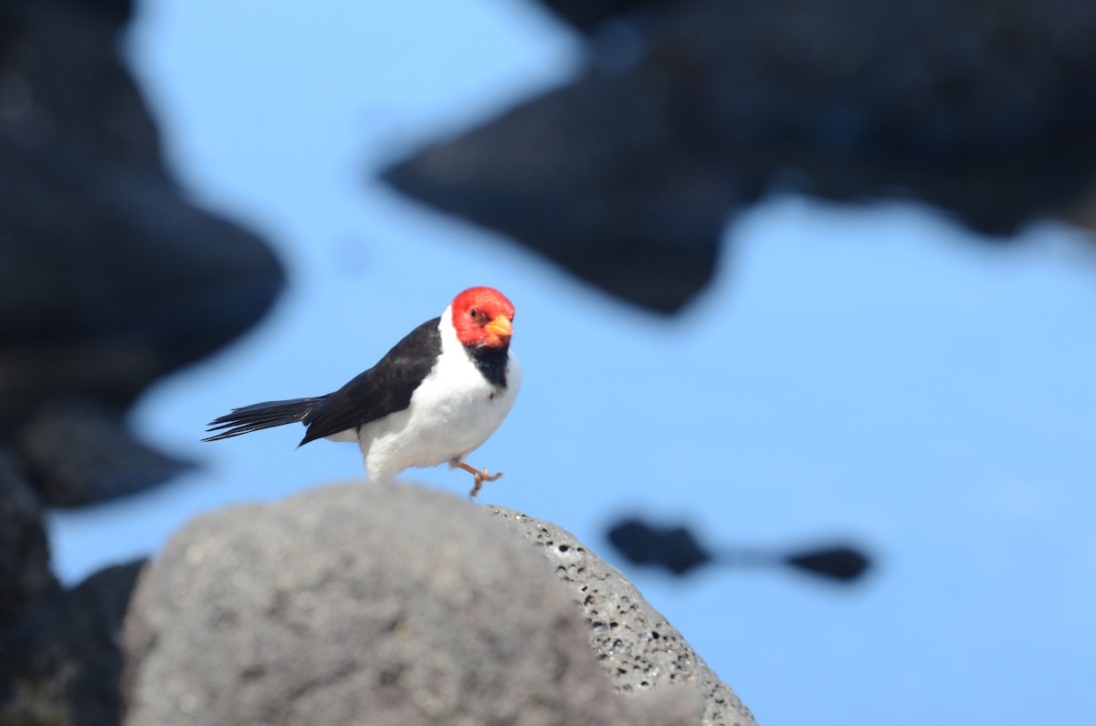 Yellow-billed Cardinal - ML615850147