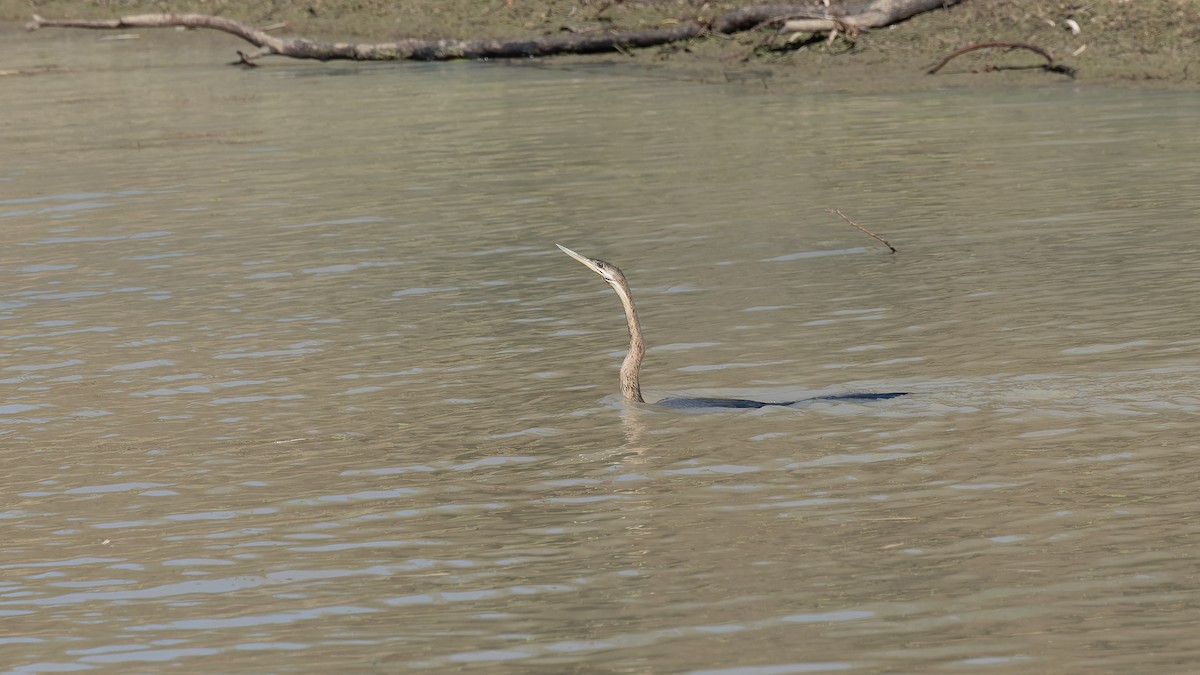 Anhinga Australiana - ML615850176