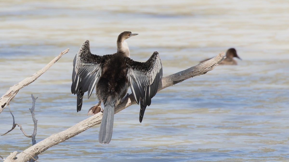 Anhinga d'Australie - ML615850177