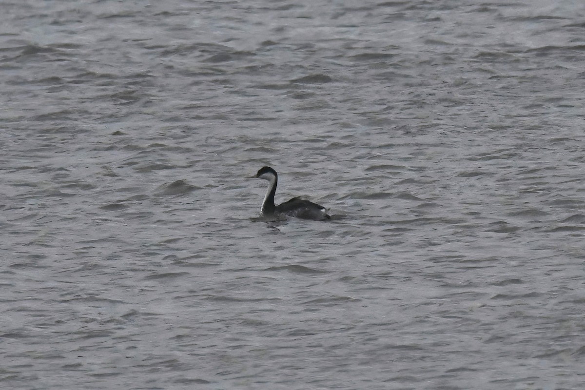 Western Grebe - ML615850178