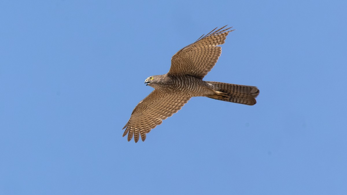 Brown Goshawk - ML615850186