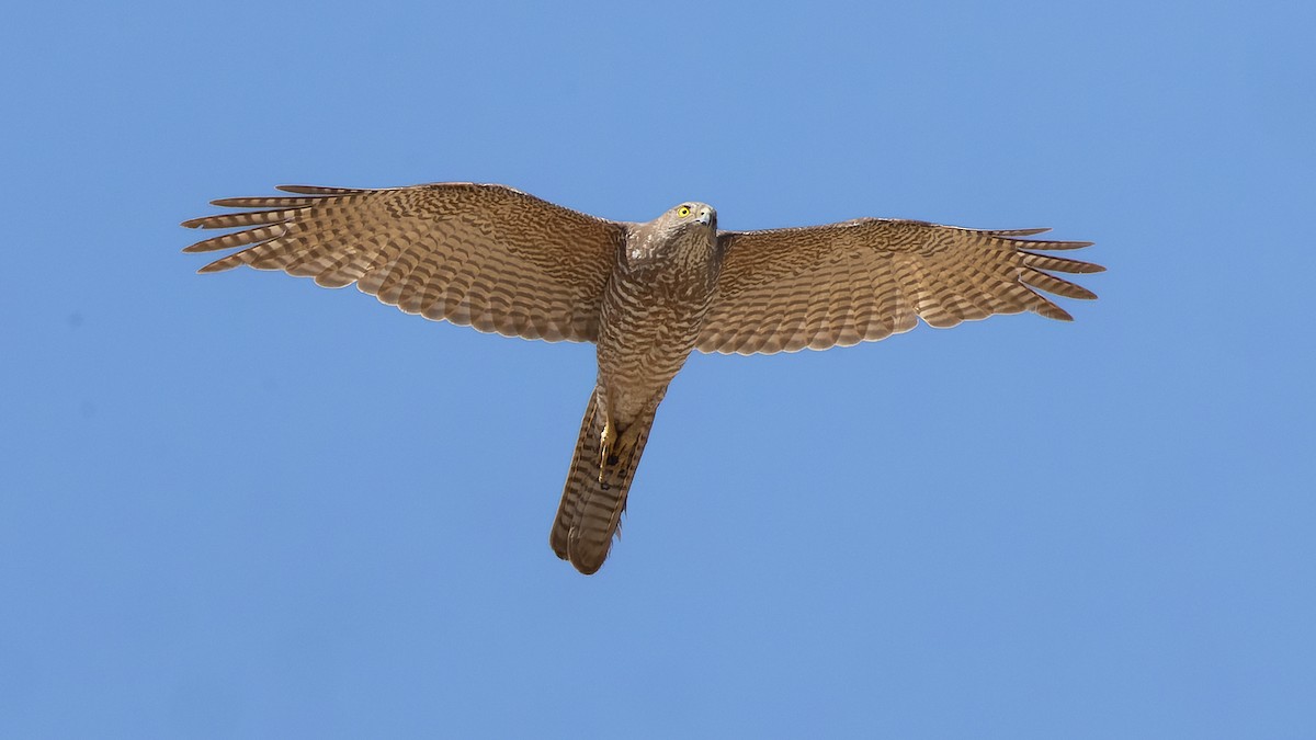 Brown Goshawk - ML615850187