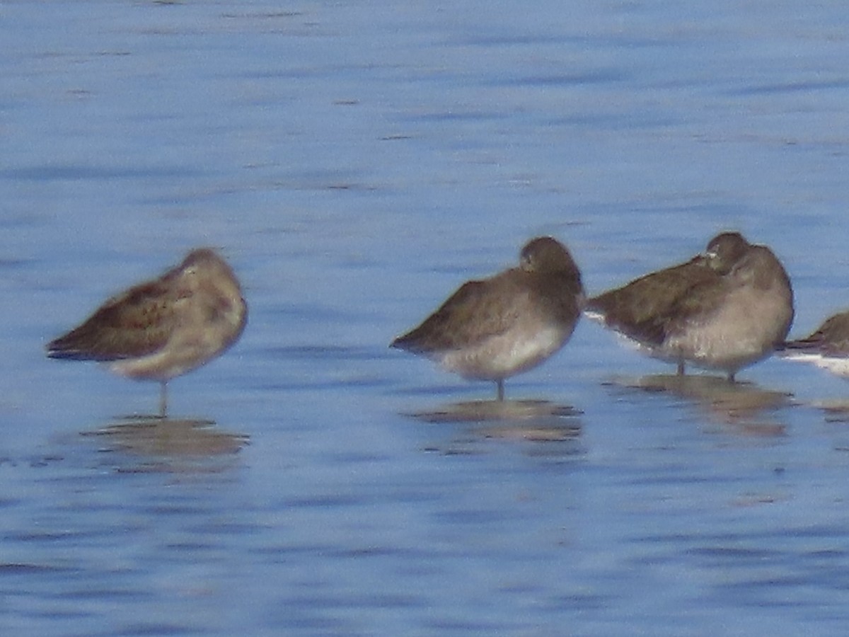 Long-billed Dowitcher - ML615850195