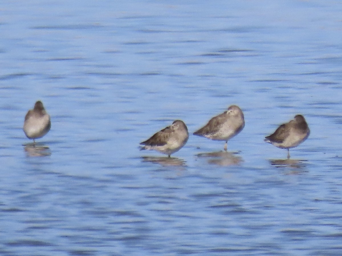 Long-billed Dowitcher - ML615850215