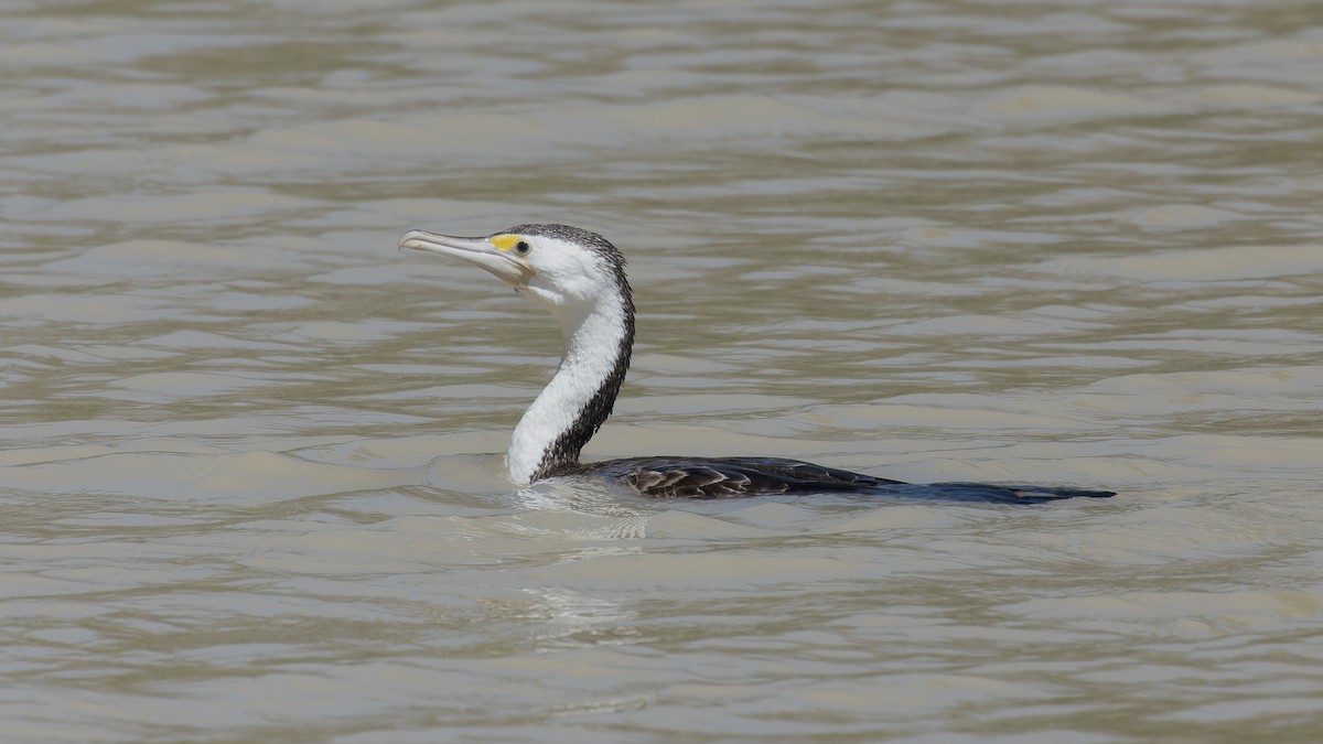 Pied Cormorant - ML615850231