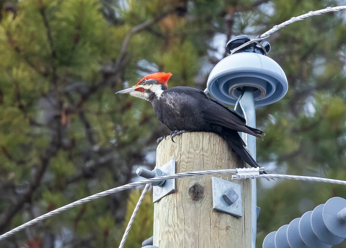 Pileated Woodpecker - ML615850249