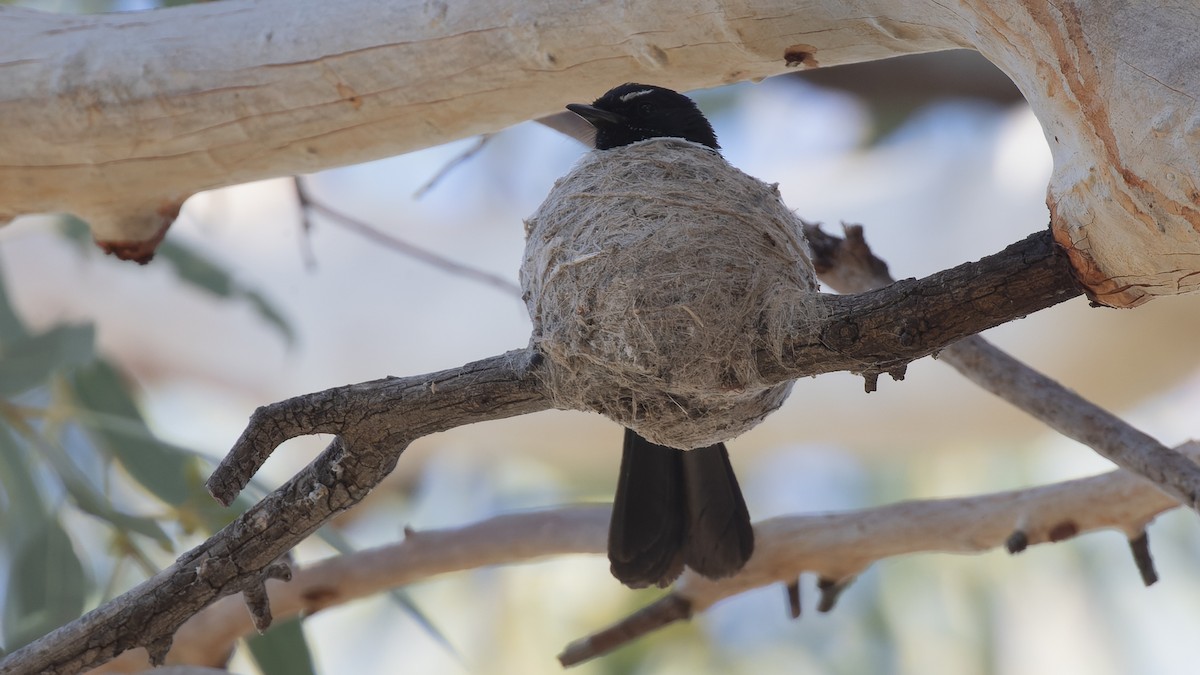 Willie-wagtail - ML615850309