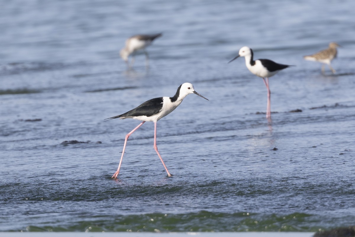 Pied Stilt - ML615850312