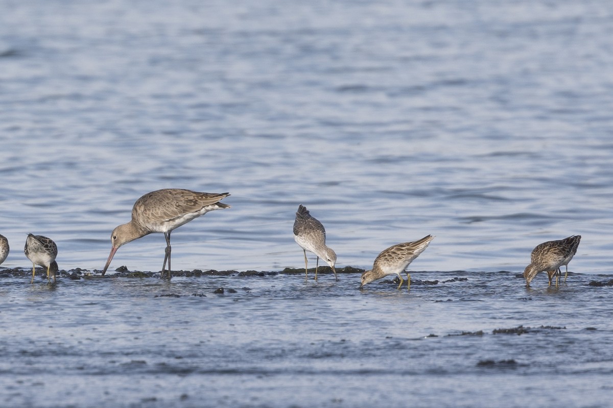 Marsh Sandpiper - ML615850353